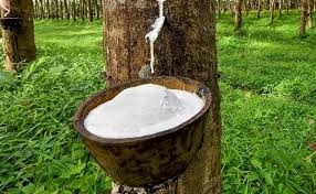 Harga Karet Global Menguat, Petani Sumsel Didorong Jaga Kualitas untuk Maksimalkan Cuan