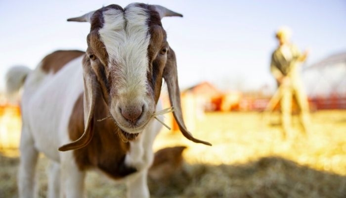 Jelang Iduladha, Warga Diminta Beli Hewan Kurban di Tempat Resmi untuk Jamin Kesehatan