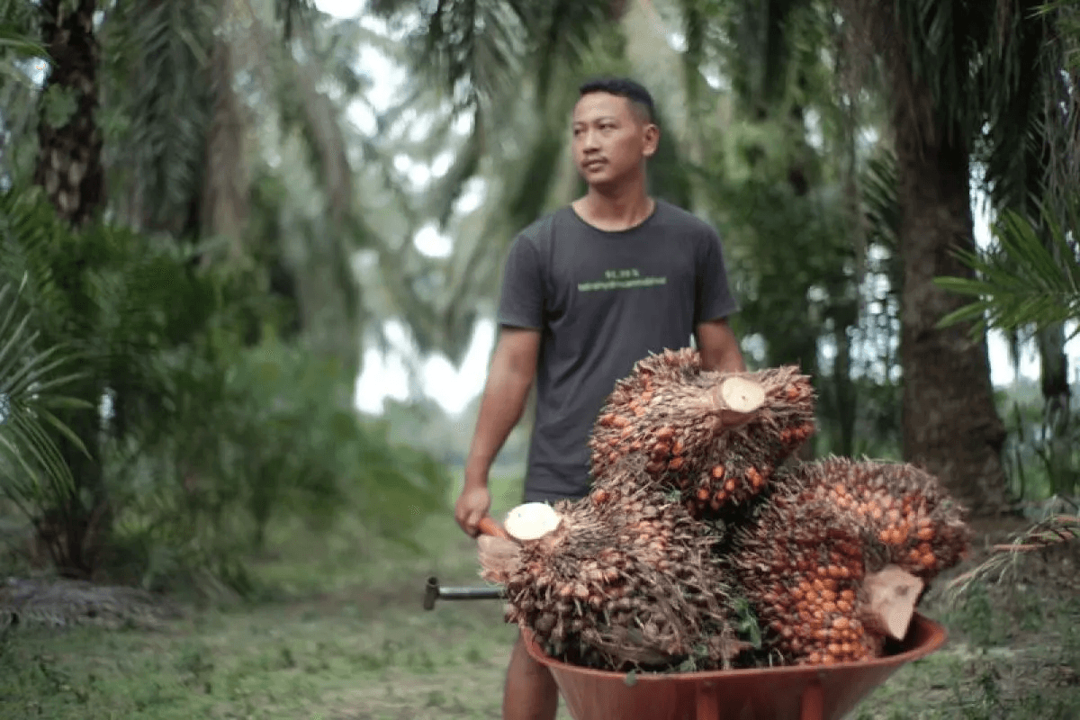 Harga Sawit Turun, Petani Sumsel Mulai Resah: Ini Penyebab Utamanya