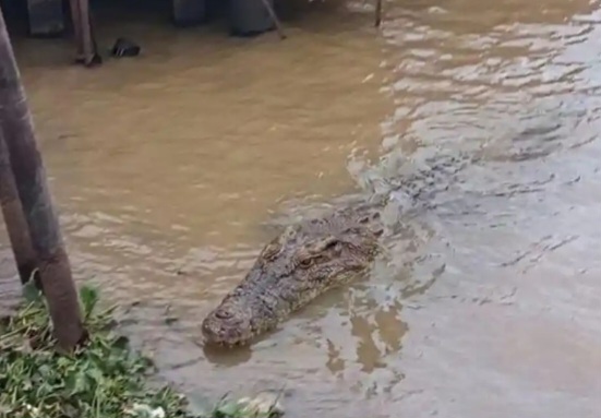 Heboh Foto Buaya di Tepian Sungai Musi, Polisi Pastikan Unggahan Viral Itu Hoaks