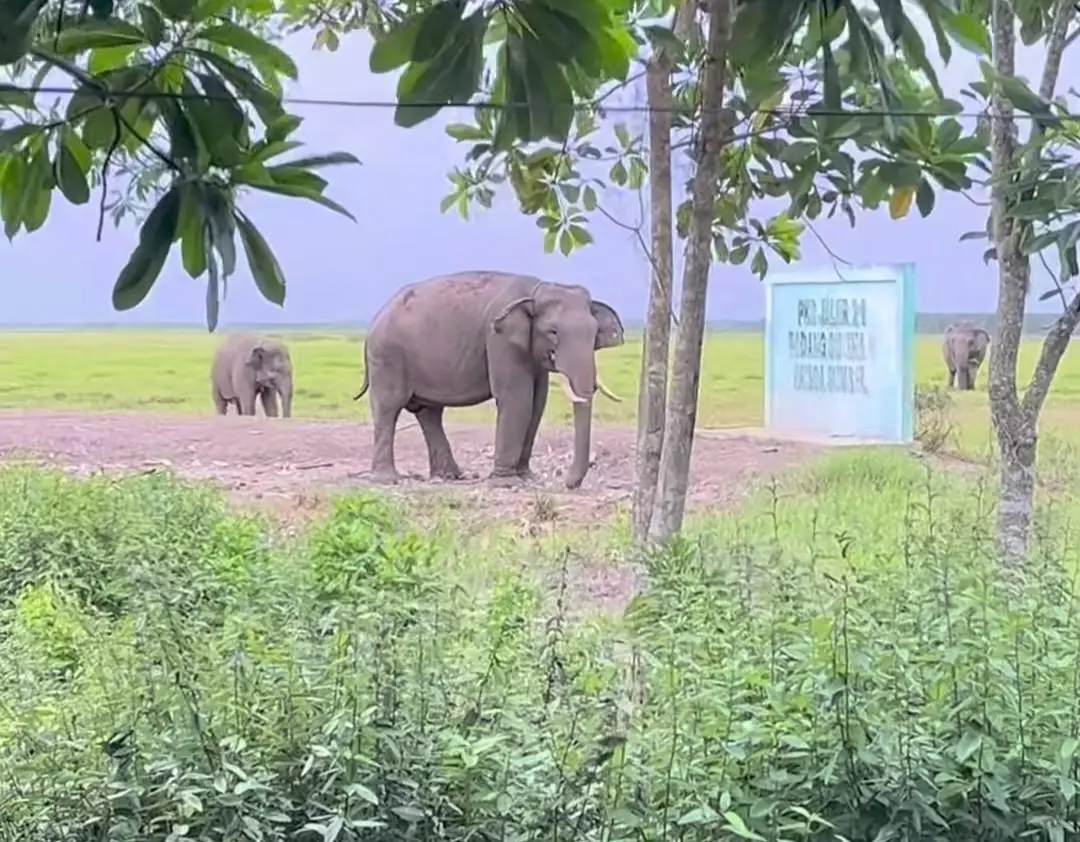 Habitatnya Dikepung Karhutla, BKSDA Pantau Kondisi Gajah Padang Sugihan