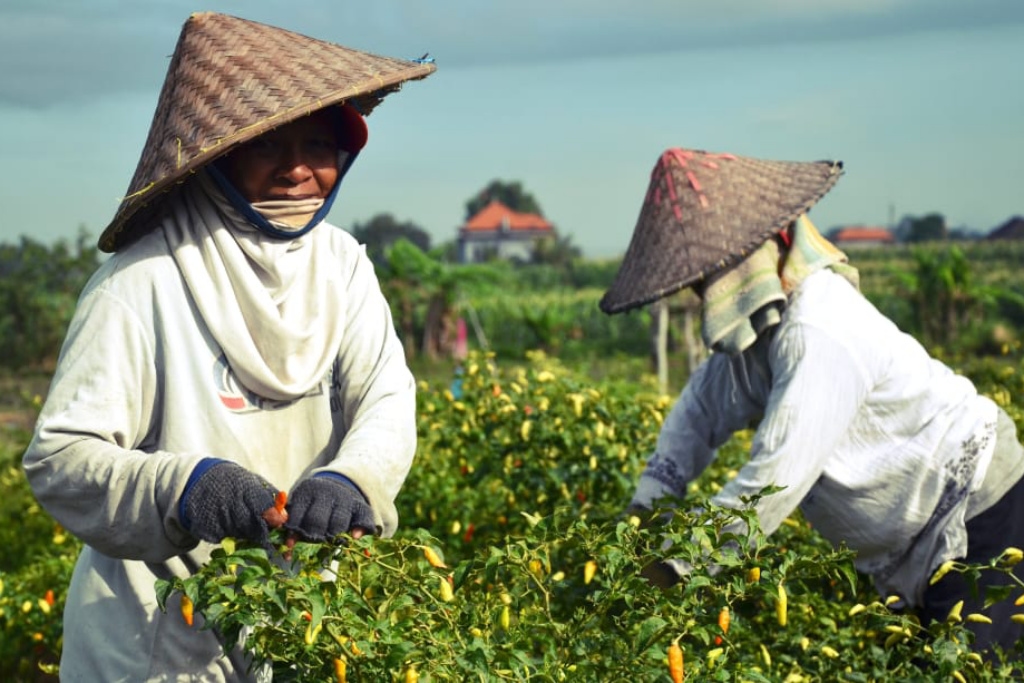 Dari 980 Ribu Petani, Baru 321 Ribu di Sumsel Terima Pupuk Subsidi