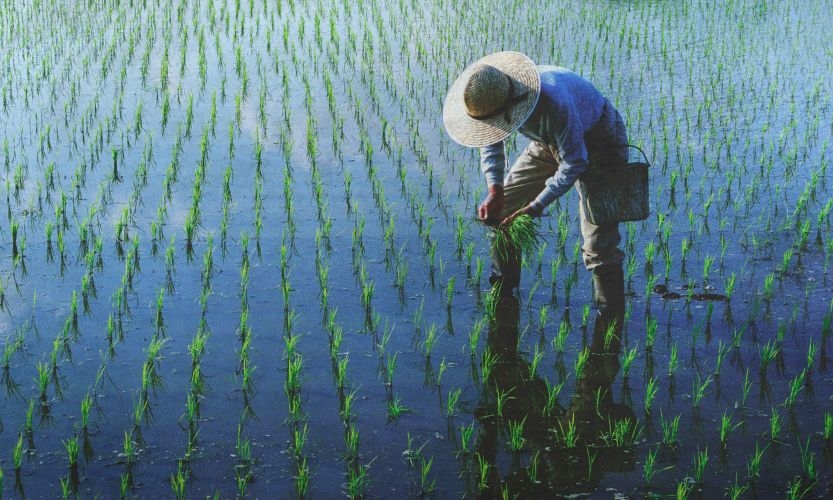 NTP Sumsel Naik 5,55 Persen pada Juni 2026, Harga Karet dan Kopi Jadi Penopang