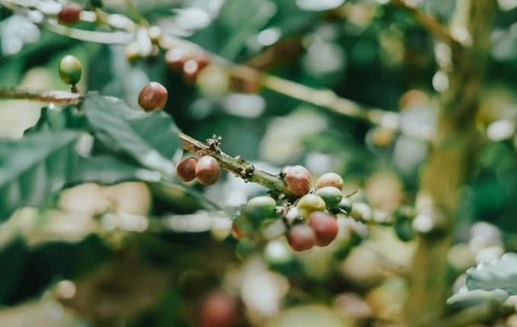 Produksi Kopi Sumsel Fluktuatif Sepanjang 2025, Puncak Terjadi di Pertengahan Tahun