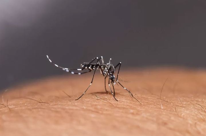 40 Kasus DBD Selama Ramadhan di Palembang, Dinkes Gencarkan Fogging dan PSN