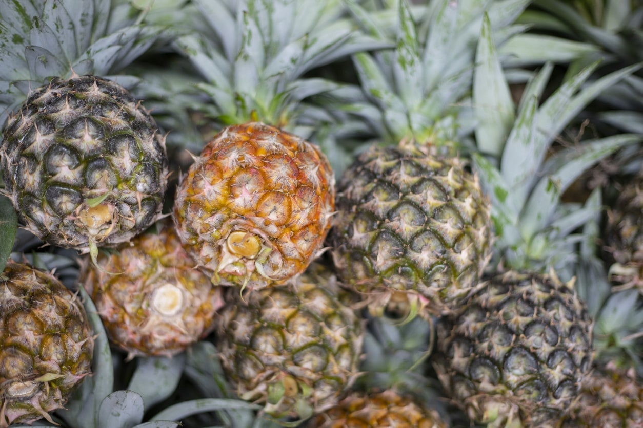 Produksi Buah-buahan Unggul di Sumsel, Nanas dan Pisang Jadi Primadona Pertanian 2024