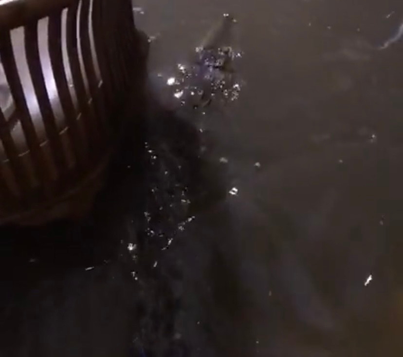 Video Viral Buaya Masuk Rumah di Palembang Hoax, Warga Ungkap Fakta Sebenarnya