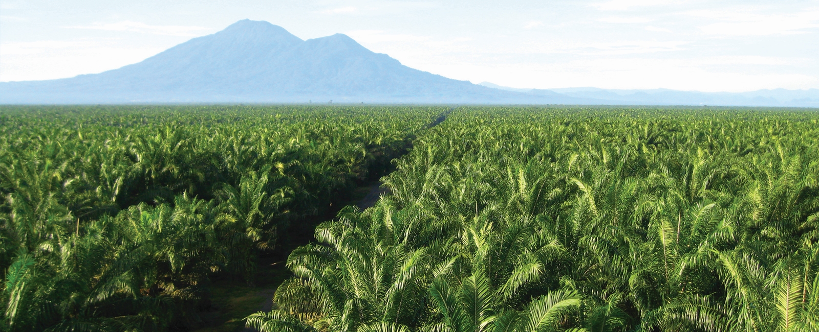 Profil Wilmar Group, Perusahaan Sawit Raksasa yang Kembalikan Uang Korupsi Rp11,8 T ke Negara