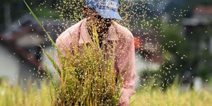 TPID Sumsel Jaga Inflasi Tetap Stabil Jelang Ramadan, Panen Raya Diyakini Perkuat Pasokan Pangan