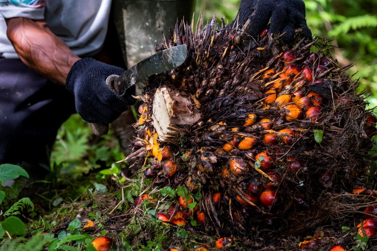 Harga TBS Sawit Sumsel Naik Lagi, Tembus Rp3.891 per Kg pada Awal Agustus