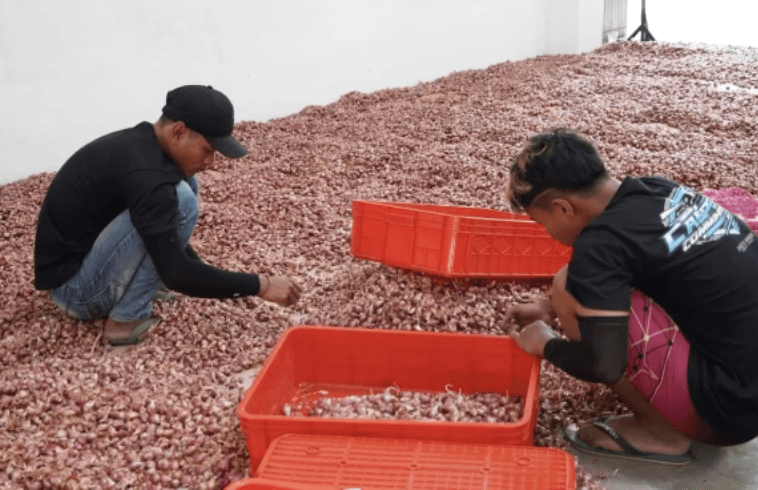 Jelang Nataru, Sumsel Kebut Strategi Bendung Inflasi: 14 Ton Bawang Merah dari Sumbar Jadi Penyelamat Pasokan