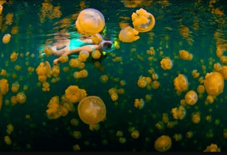 Keajaiban Danau Purba Kakaban: Surga Ubur-Ubur Langka di Kalimantan Timur