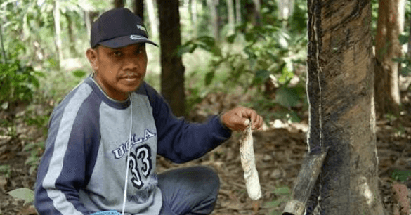 Harga Acuan Karet Sumsel Turun Jadi Rp46.054 per Kg, Petani Perlu Perhatikan Mutu Bokar