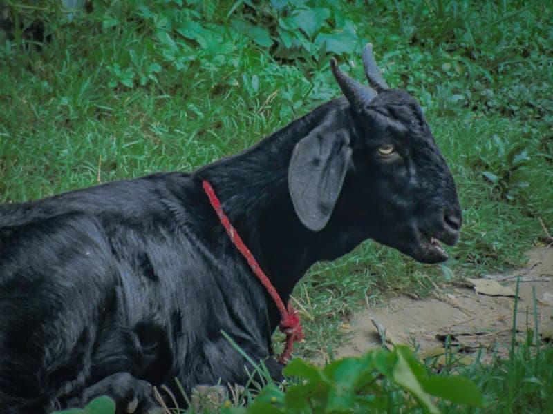 Makna Penyembelihan Kambing Jantan Hitam dalam Perayaan Cap Go Meh Pulau Kemaro Palembang