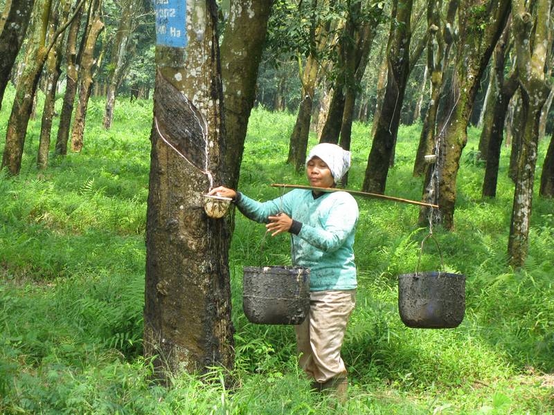 Efek Domino Konflik Timur Tengah, Harga Karet Sumsel Menguat, Petani Diminta Jaga Kualitas
