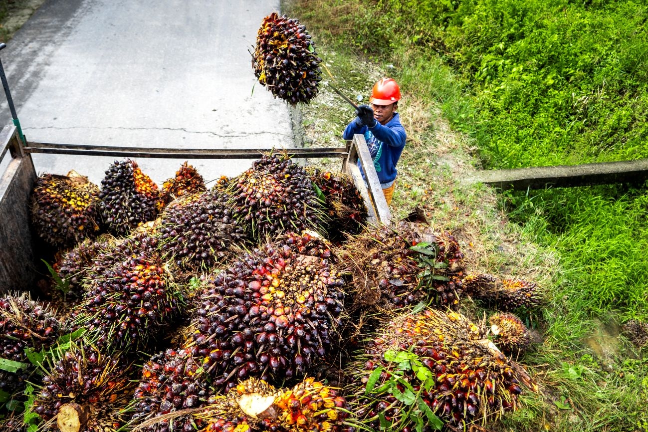 Wamentan Minta Kepala Daerah Turun Tangan Atasi Anjloknya Harga Sawit Petani