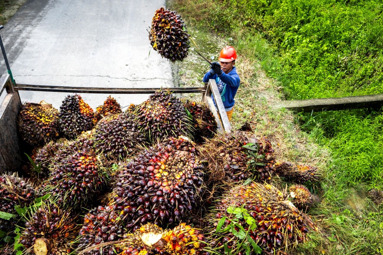 Wamentan Minta Kepala Daerah Turun Tangan Atasi Anjloknya Harga Sawit Petani