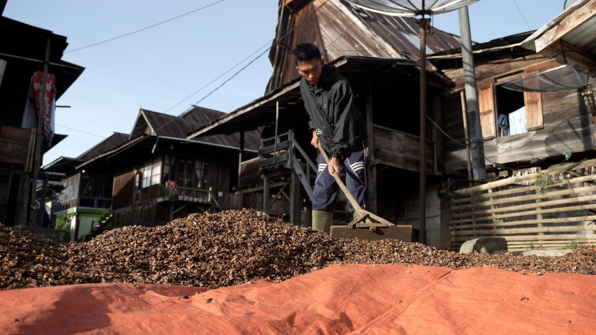 Kopi Tebat Benawa: Kolaborasi Pusri Dorong Pertanian Berkelanjutan di Kaki Gunung Dempo