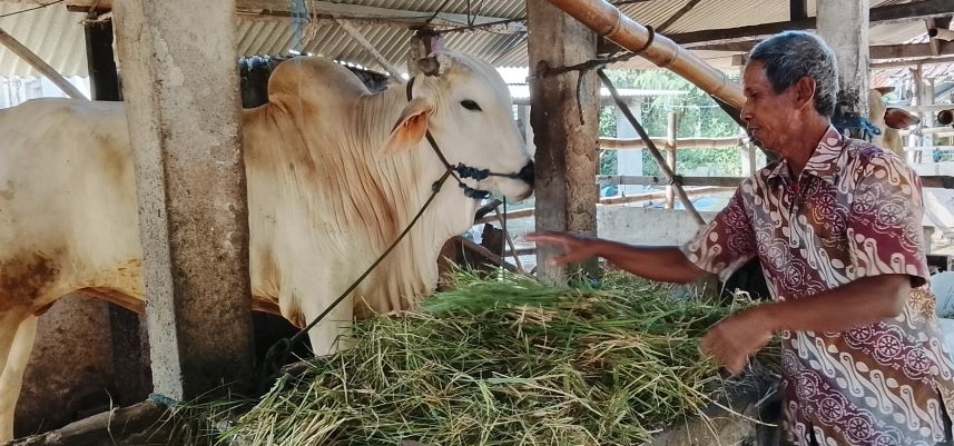 Jelang Idul Adha, Warga Sumsel Diminta Tak Beli Hewan Kurban di Pinggir Jalan