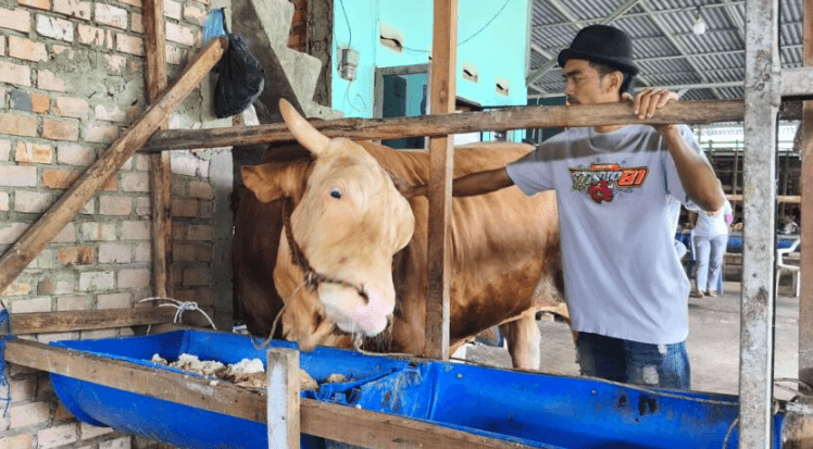 Arjuna, Sapi 1,18 Ton Asal Palembang yang Dipilih Jadi Kurban Presiden Prabowo