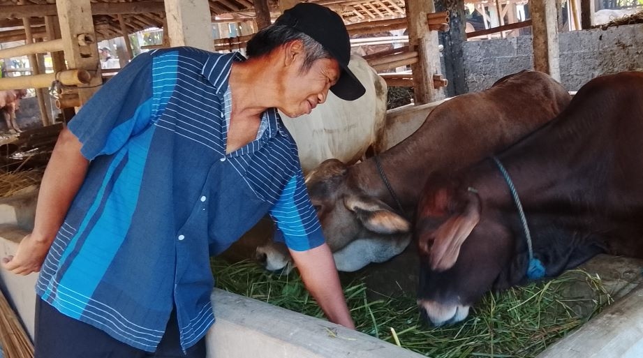 Tak Hanya Gemuk, Ini Ciri Hewan Kurban Sehat dan Sesuai Syariat