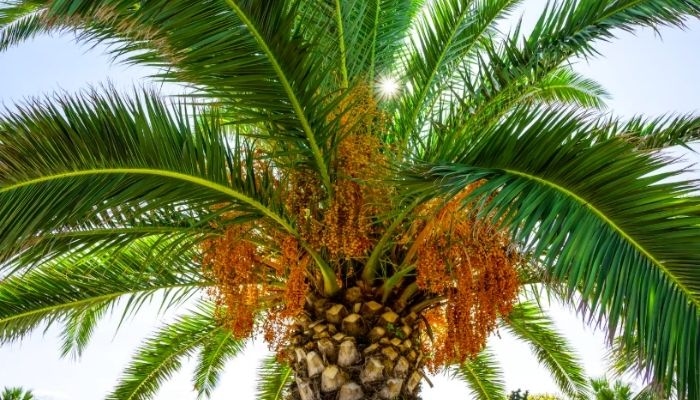 Harga TBS Sawit Sumsel Awal Juni 2026 Masih Tinggi, CPO Tembus Rp14.072 per Kg