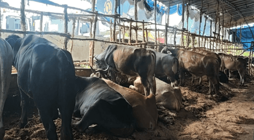 Jelang Iduladha, Penjualan Hewan Kurban di Palembang Naik Drastis, Sapi Bali Paling Diburu