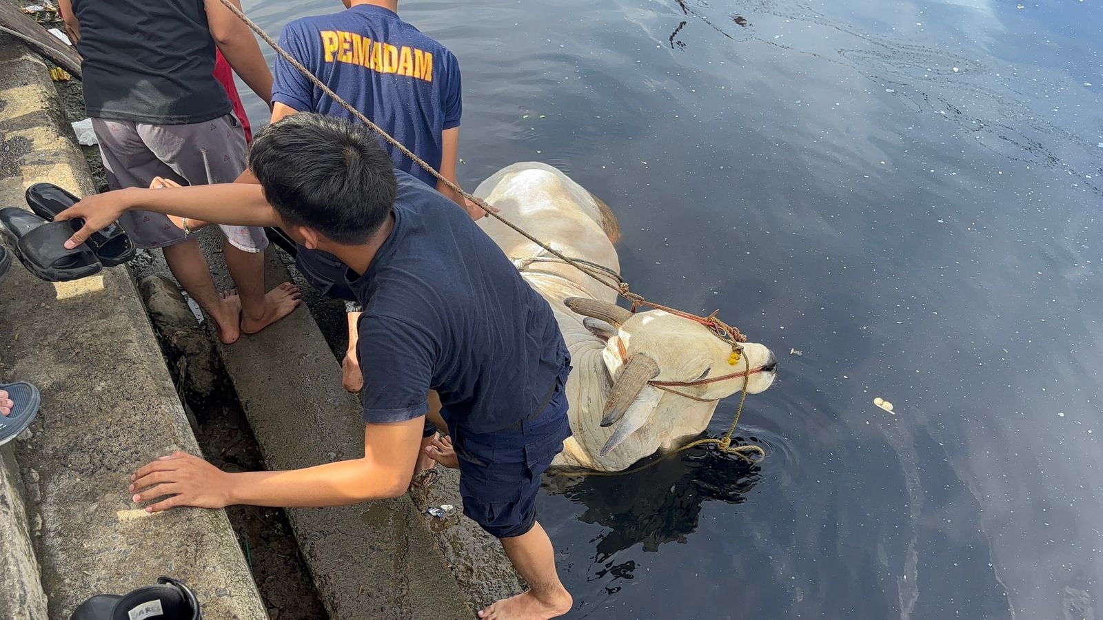 Sapi Kurban Kabur hingga Terjun ke Parit, Evakuasi Dramatis Jadi Tontonan Warga Palembang