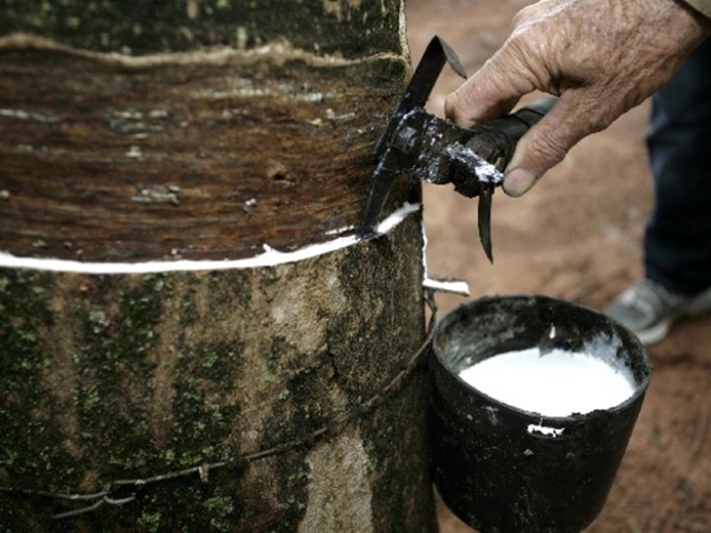 Harga Karet Sumsel Turun Tipis, Masih Bertahan di Level Rp40 Ribu per Kg