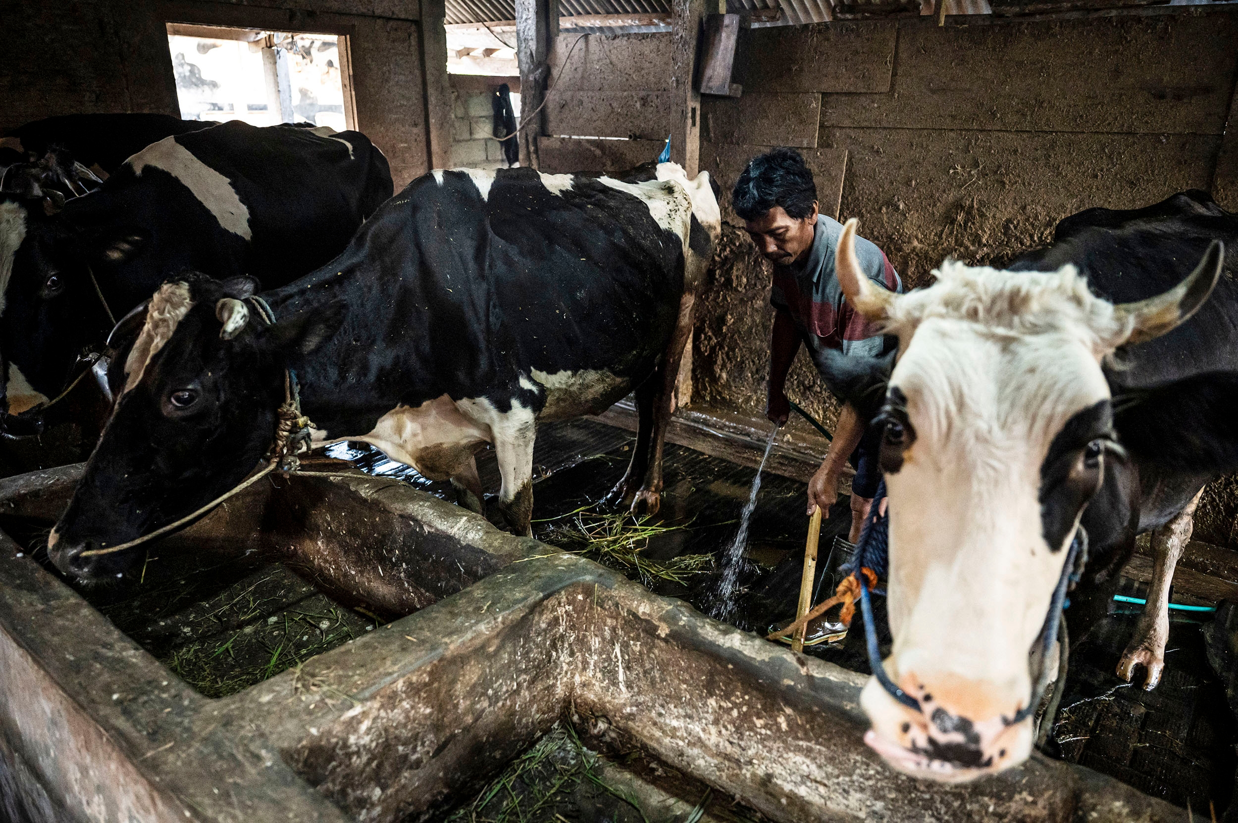 Sumsel Ingin Lepas dari Ketergantungan Sapi Lampung, Breeding Digenjot
