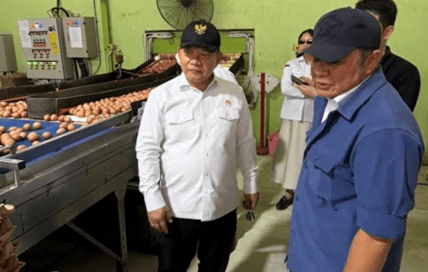 Produksi 20 Ton Telur per Hari, Peternakan Banyuasin Siap Dukung Program MBG