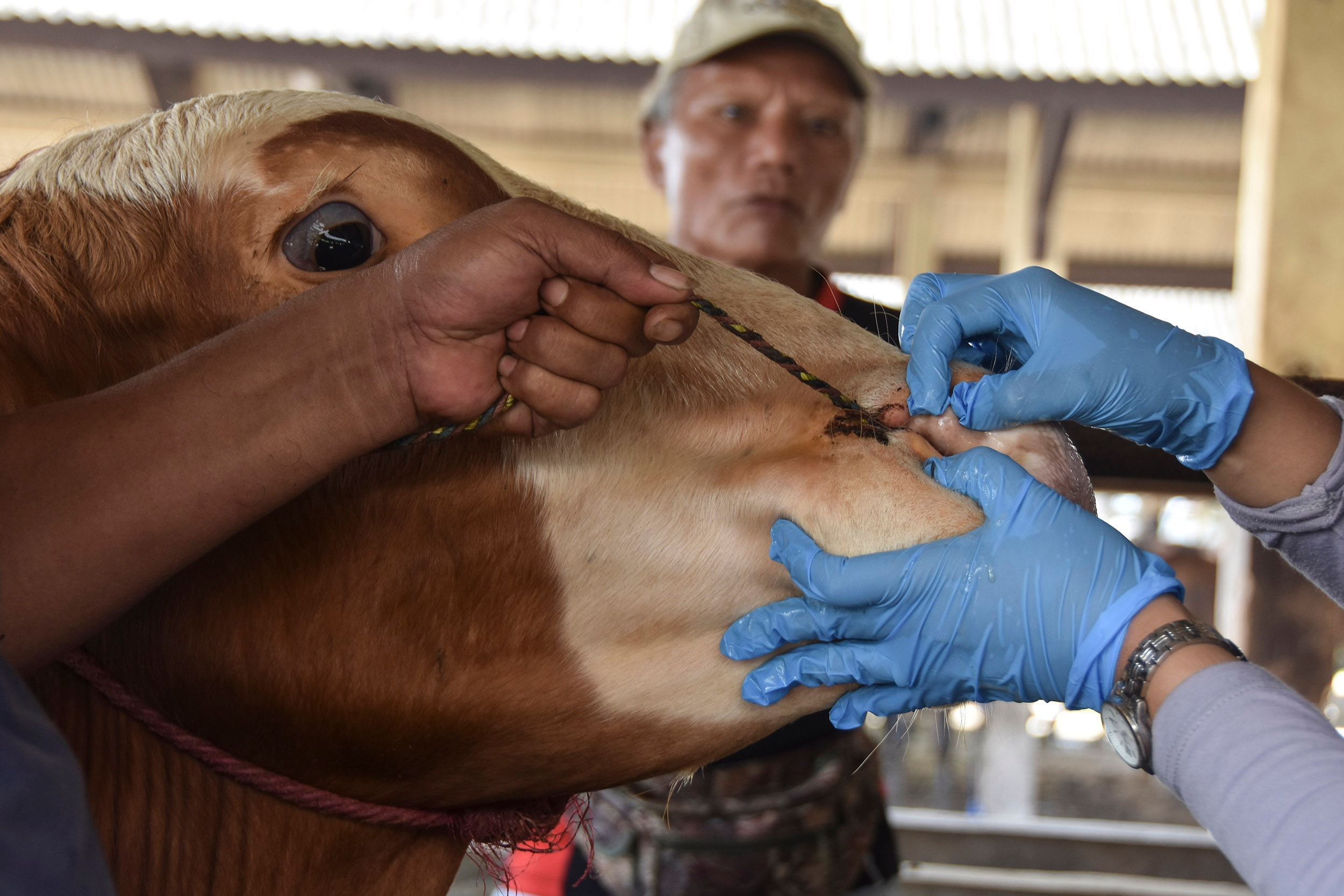Vaksinasi PMK di Sumsel Hampir Tuntas, Sejumlah Daerah Sudah 100 Persen