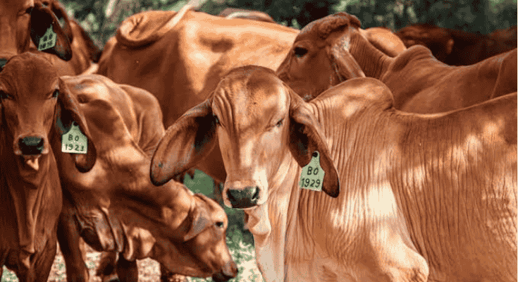 Antusiasme Kurban Meningkat, Sumsel Siapkan 74 Ribu Hewan untuk Idul Adha 2026