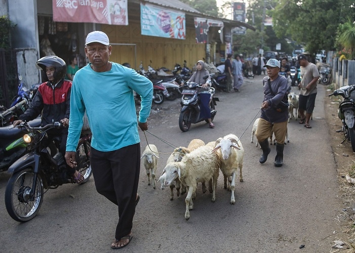 Iduladha, Pengiriman Kambing Lewat Pelabuhan Tanjung Api-Api Melonjak 23 Persen