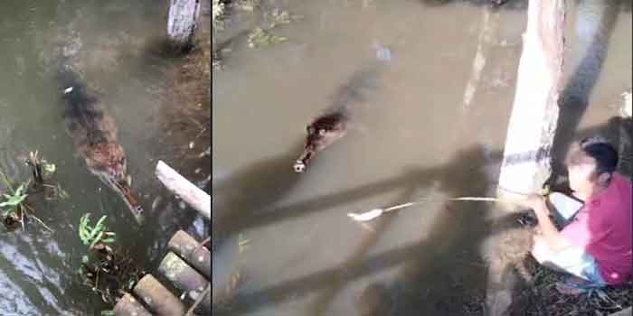 HEBOH! Penemuan Buaya Di Musi Rawas Diduga Akibat Banjir Bandang