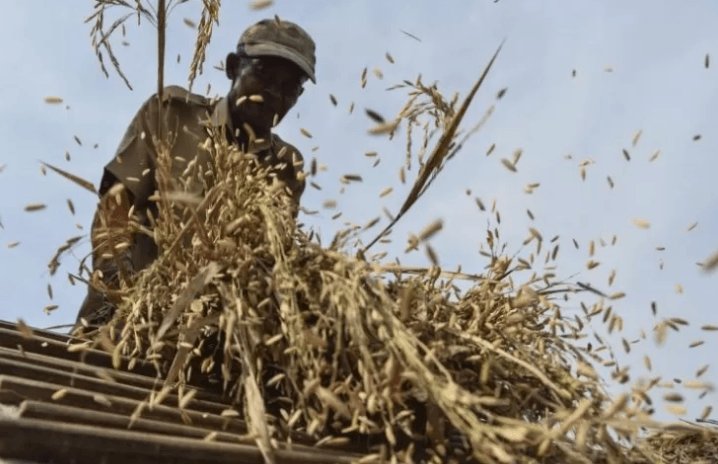 Ribuan Hektar Sawah di 7 Kabupaten di Sumsel Rusak Akibat Banjir
