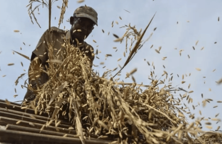 Sumsel Proyeksikan Peningkatan Luas Panen Padi 12,39% di Tahun 2024