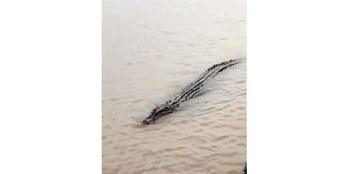 Viral, Penampakan Buaya di Sungai Musi di Kawasan 13 Ulu Palembang