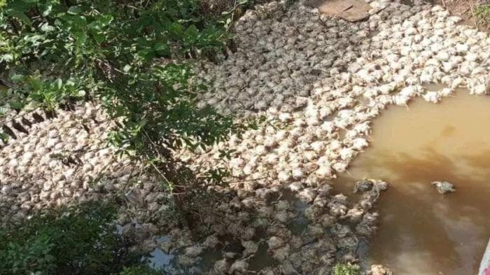 DKPP Sumsel Ungkap Penyebab Matinya Ribuan Ayam di Sungai Musi Rawas