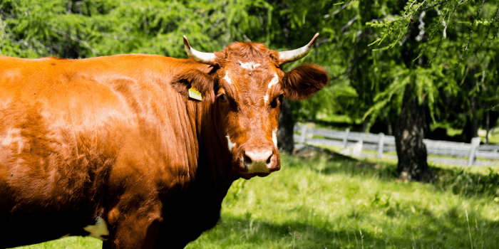 DKPP Sumsel Imbau Warga Waspadai Hewan Kurban Tak Layak Jual di Pinggir Jalan