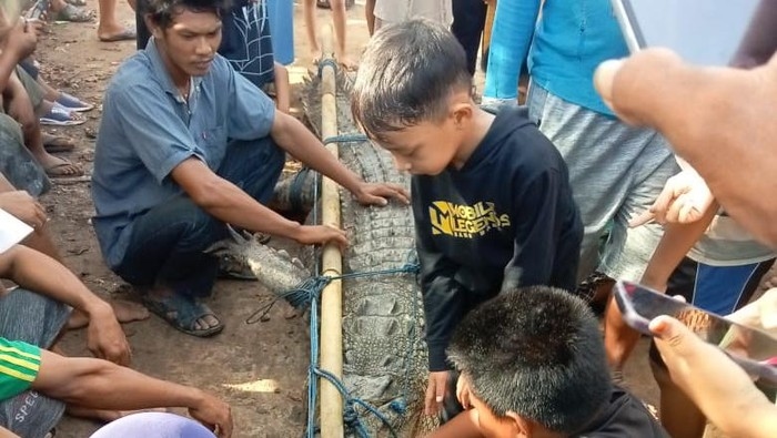 Buaya Raksasa 4 Meter Ditemukan di OKI Sumsel, Warga Mengaku Ada 4 Ekor Lainnya!