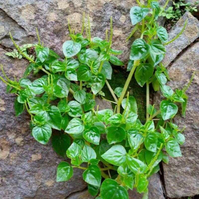 Sakit Gigi Lebih Parah Daripada Sakit Hati, Gunakan Daun Sirih untuk Sembuhkan Sakit Gigi, Begini Alasan, Manfaat dan Cara Membuatnya