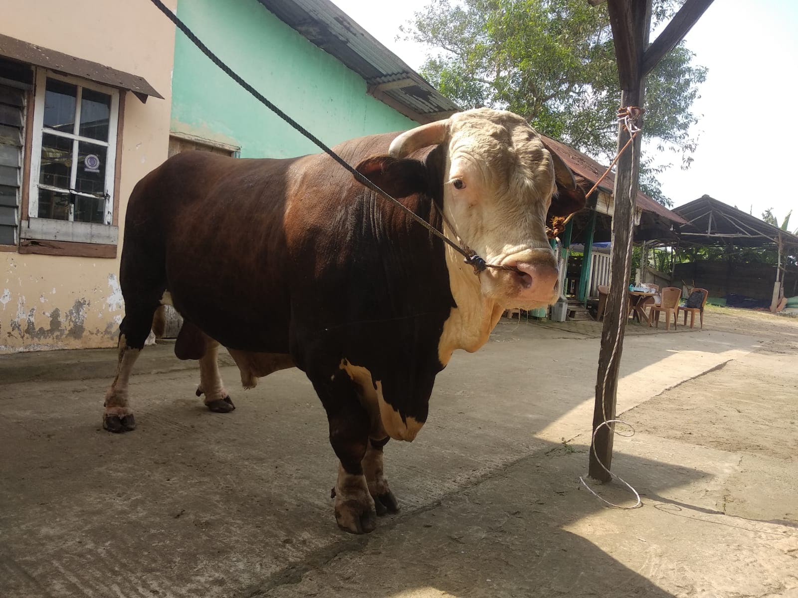 Palembang Akan Dapat Dua Sapi Kurban Presiden, Sumsel Dapat Jatah 18 Ekor Tahun Ini