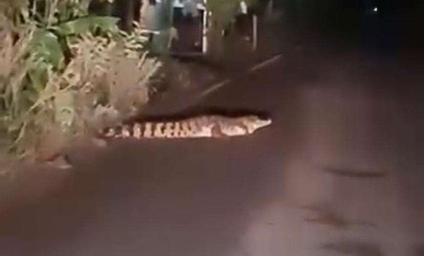 Munculnya Buaya Muara di Jalan Sungai Dua di Banyuasin, Buat Warga Ketakutan