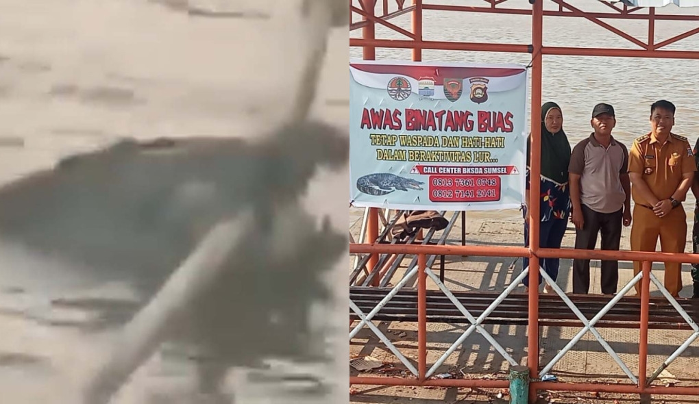 Viral Kemunculan Buaya Gigit Tali Kapal di Sungai Musi, Poster Peringatan Mulai Dipasang