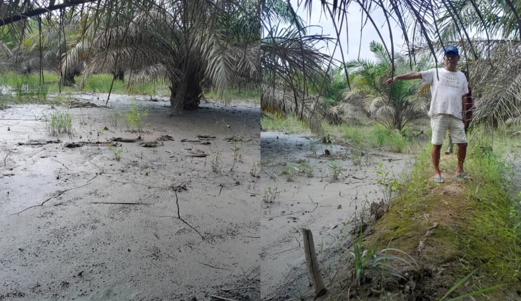 Ratusan Batang Sawit di Muara Enim Terancam Mati Akibat Limbah Tambang