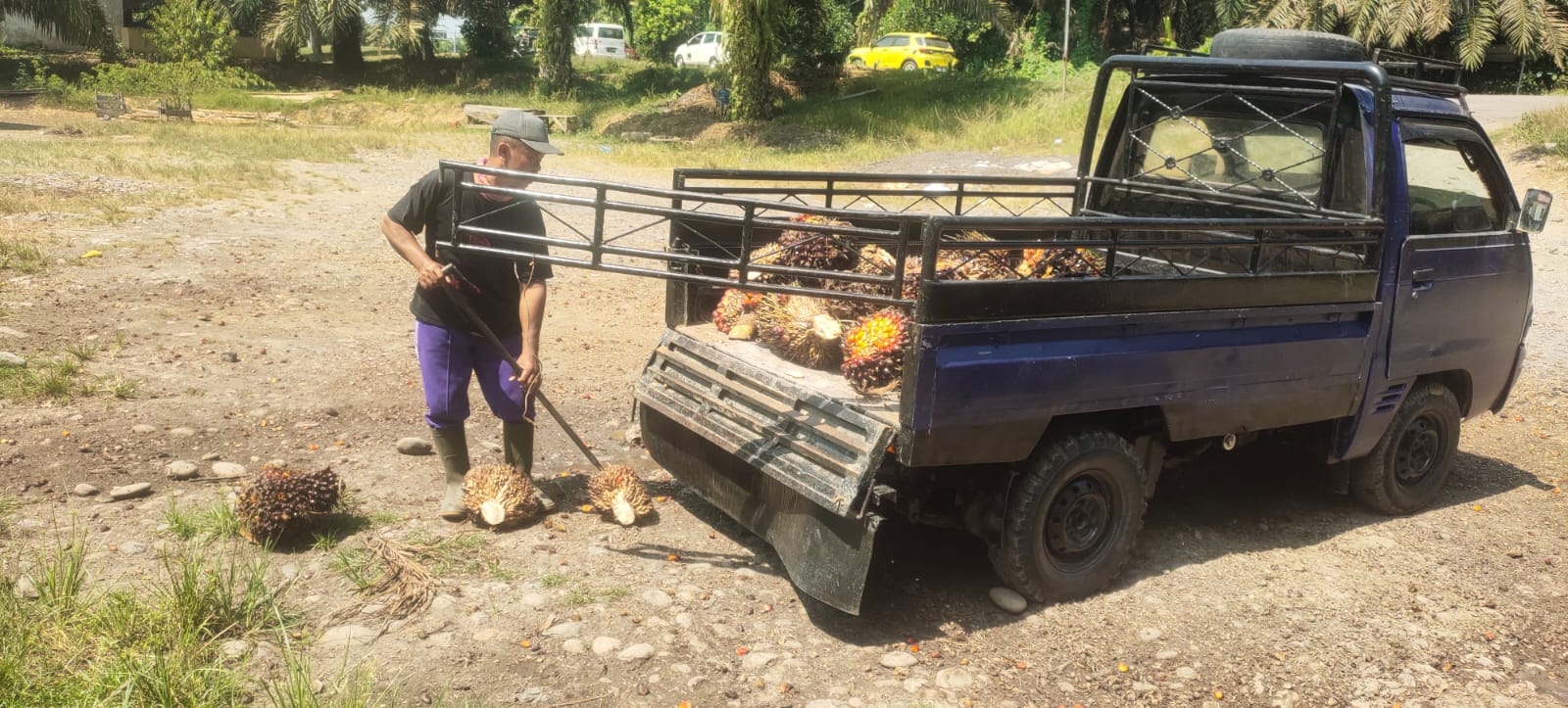 Petani Sawit Sumsel Terhimpit: Harga Anjlok, Biaya Produksi Melambung
