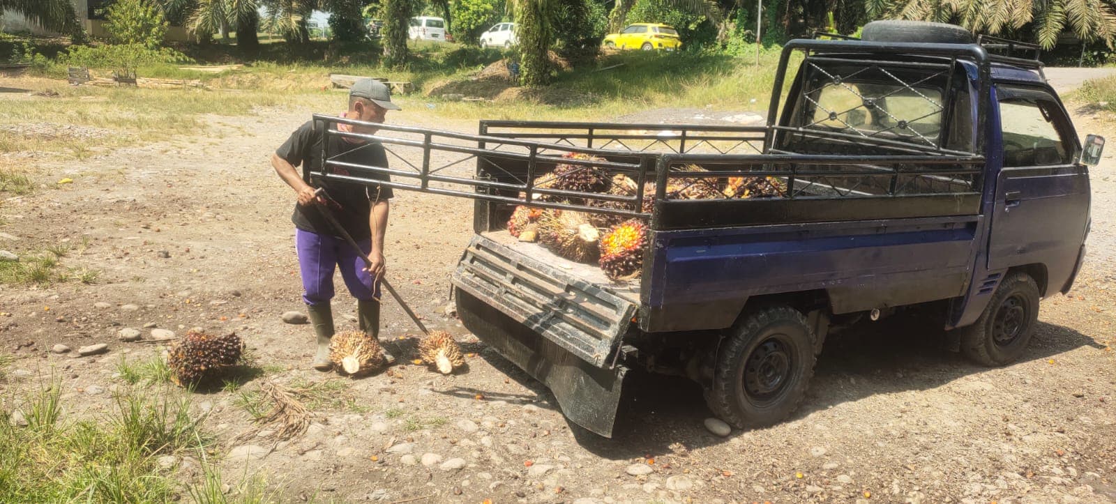 Petani Sawit Sumsel Terhimpit: Harga Anjlok, Biaya Produksi Melambung