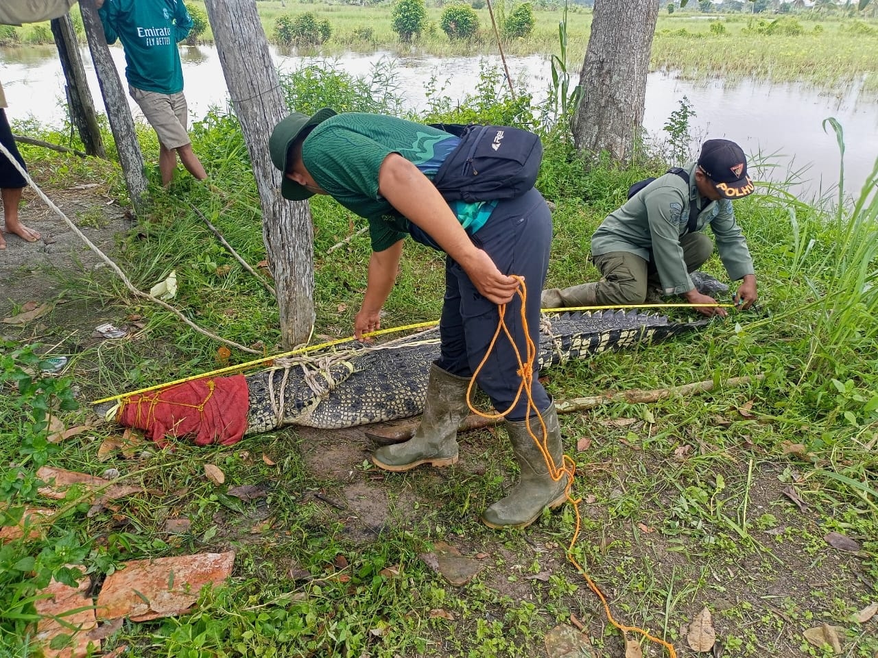 Heboh! Penangkapan Buaya Muara 2,75 Meter di Banyuasin, Warga Ungkap Penyebab Kemunculannya