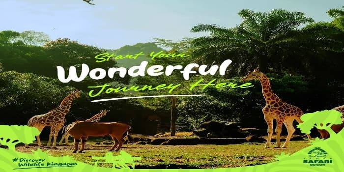 Viral Pengunjung Nekad Keluar dari Mobil di Area Satwa Taman Safari Indonesia